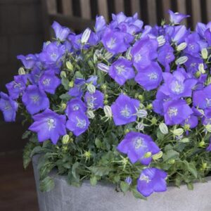 Campanula 'Deep Blue' in 1 gallon pot