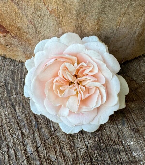 Rosa 'Felicia' in 2 Gallon Pot