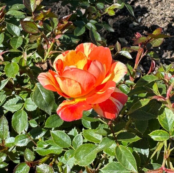 Rosa 'Pandemonium' in 2 Gallon Pot
