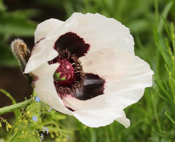 Oriental Poppy 'Royal Wedding' in 1 Gallon Pot
