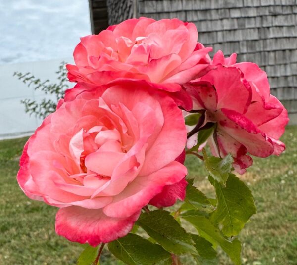 Rosa 'Rosenstadt Freising' in 2 Gallon Pot