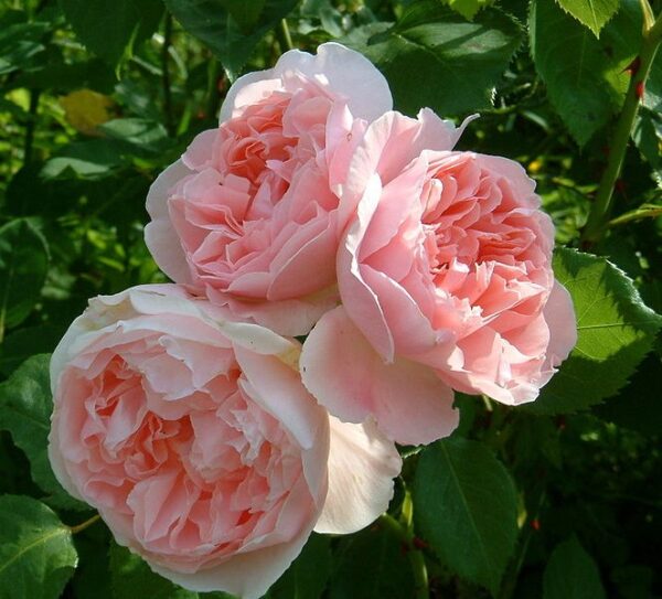 Rosa 'Kathryn Morley' in a 2 Gallon Pot