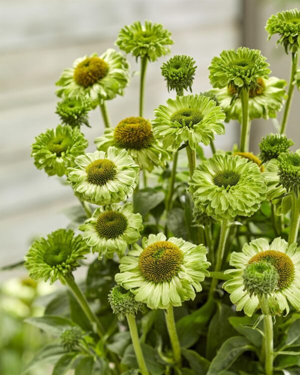 Echinacea 'SunSeekers Apple Green' in 1 gallon pot