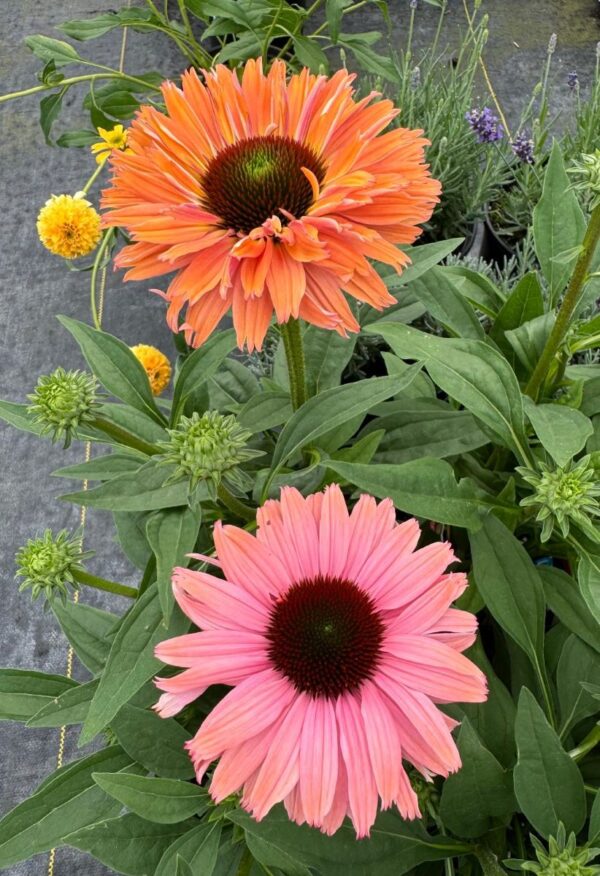 Echinacea 'SunSeekers Rainbow' in 1 gallon pot