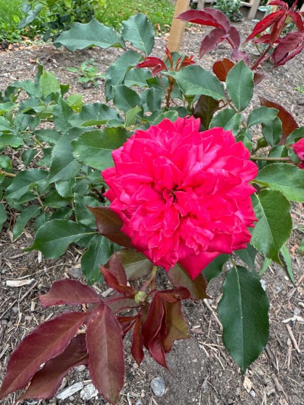 Rosa 'Won Fang Yon' in a 2 Gallon Pot