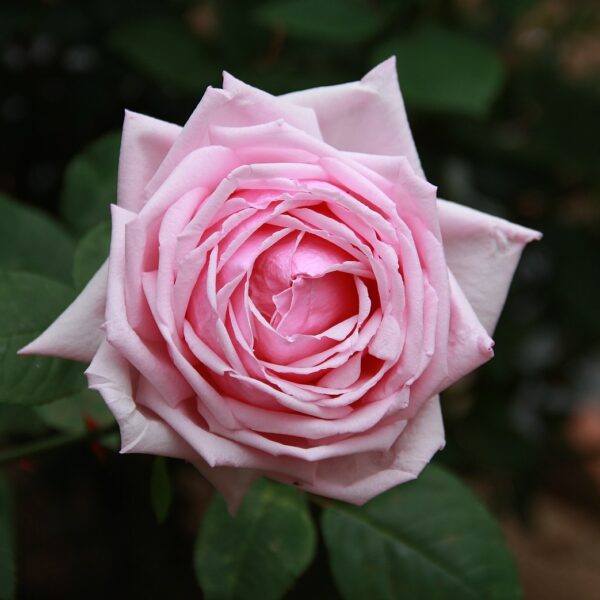 1620px rosa 'la france'