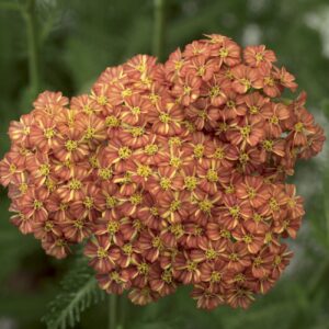 70008231 flower.jpg