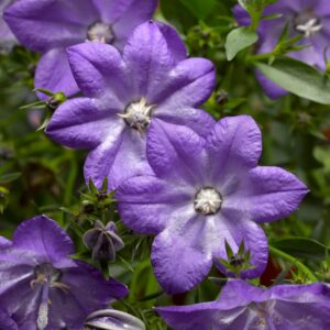 70106977 flower scaled 1.jpg