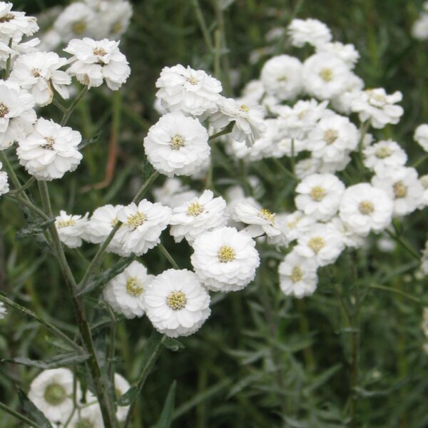 Achillea ptarmica.jpg