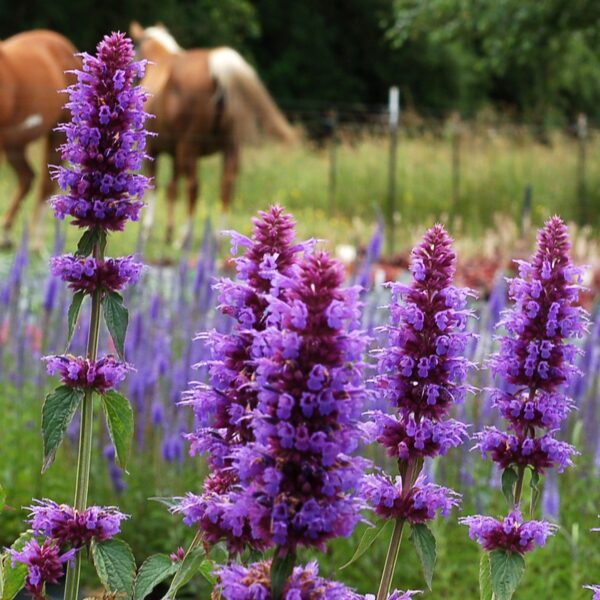 Agastache blue boa 3 1.jpg