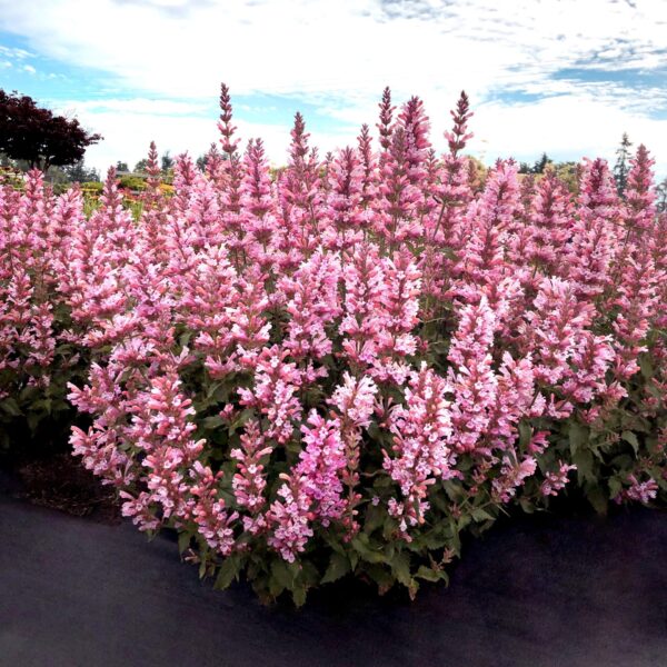 Agastache pink pearl 6 scaled 1.jpg