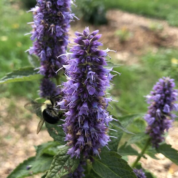 Agastache foeniculum.jpg