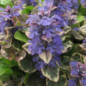 Ajuga burgundy glow 01.jpg