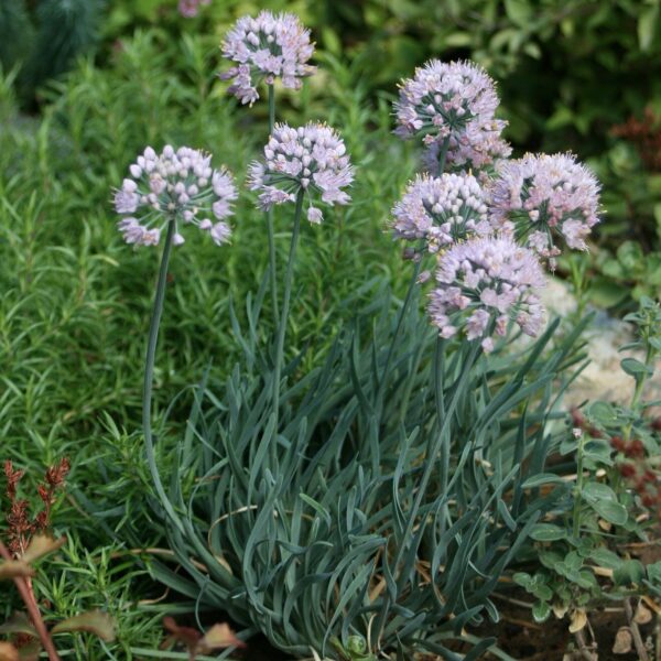 Allium senescens 5298052391.jpg