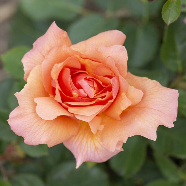 Apricot candy 008