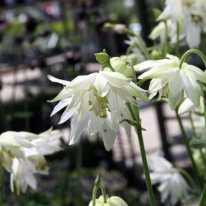 Aquilegia lime sorbet cc by sa 4.0 david j. stang