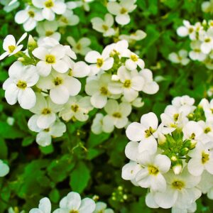 Arabis caucasica 002 1.jpg