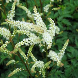 Aruncus aethusifolius02.jpg