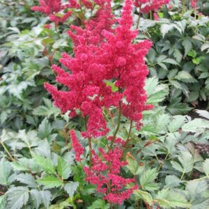 Astilbe burgundy red