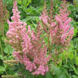Astilbe vision in pink