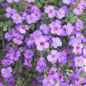 Aubrieta deltoidea 1.jpg