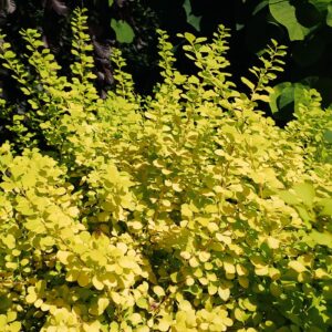 Berberis thunbergii aurea 2020 06 23 9929.jpg