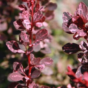 Berberis thunbergii var. atropurpurea rose glow 1zz.jpg
