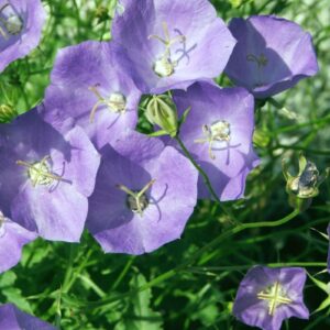 Campanula carpatica a1.jpeg
