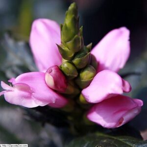 Chelone lyonii hot lips 2zz.jpg