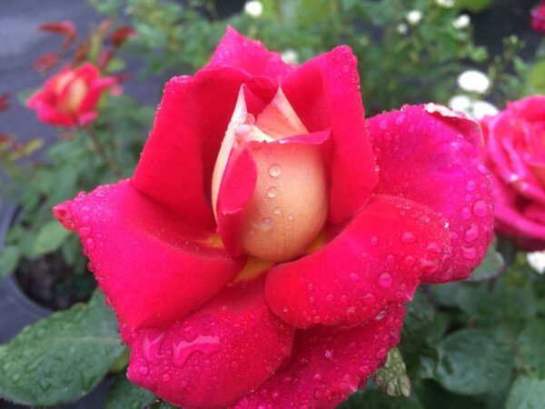 Cherriesandchampagne blooms 014