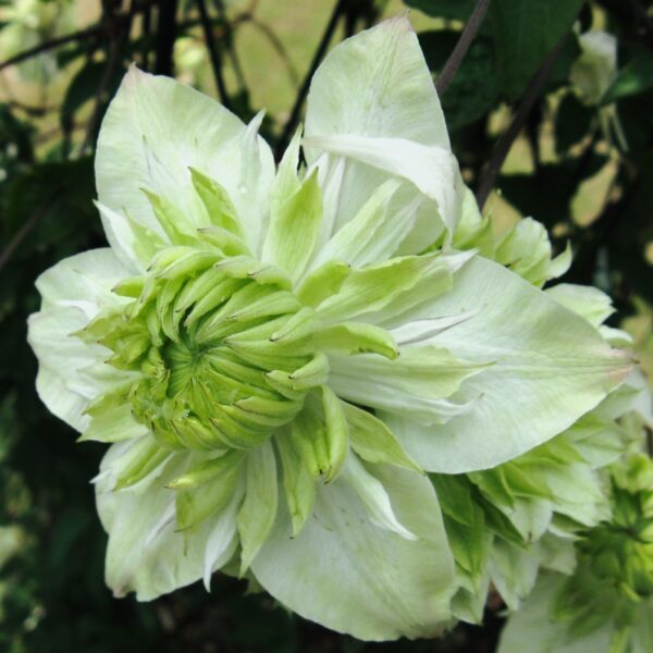 Clematis florida alba plena1.jpg