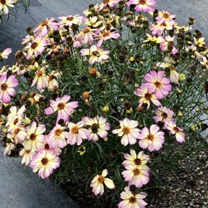 Coreopsis nova jewel 2 scaled 1.jpg