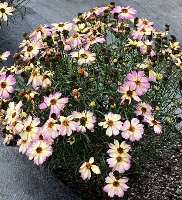 Coreopsis nova jewel 2 scaled 1.jpg