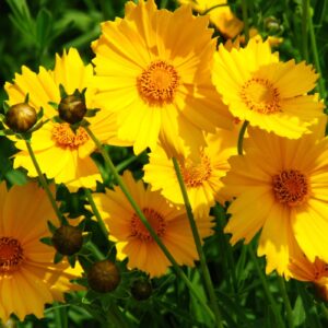 Coreopsis grandiflora 001.jpg