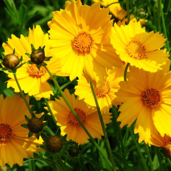 Coreopsis grandiflora 001.jpg