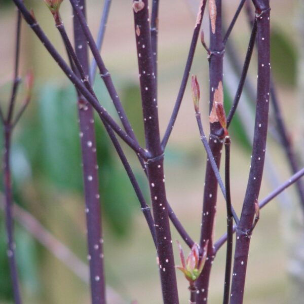 Cornus alba kesselringii flickr peganum.jpg