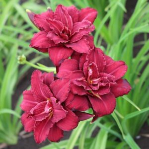 Daylily double pardon me