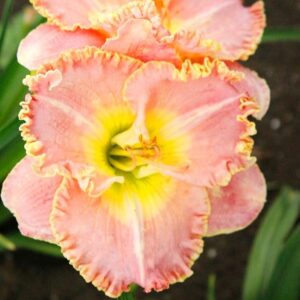 Daylily princess diana
