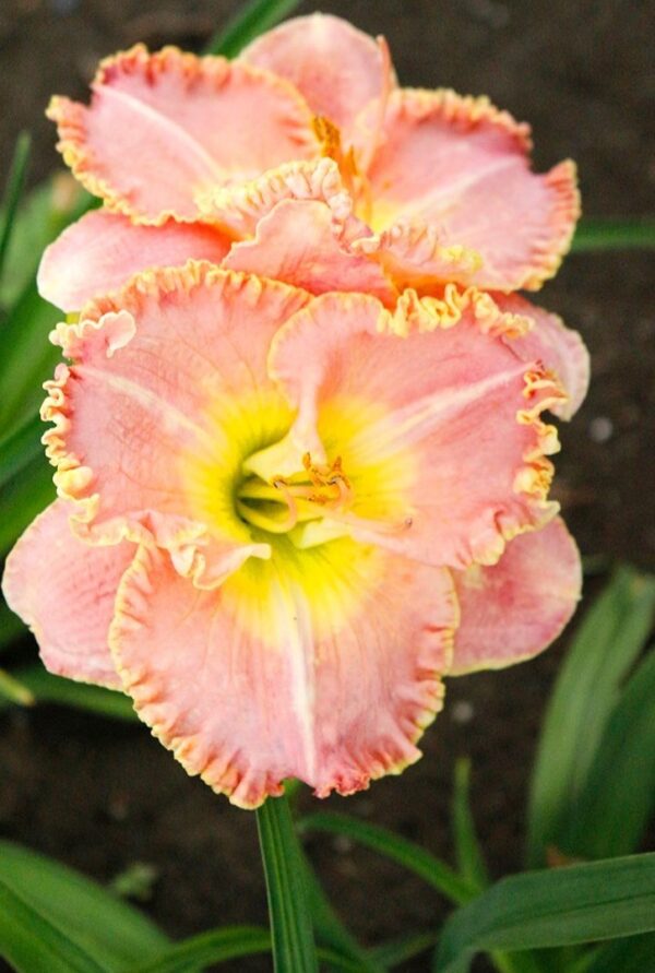 Daylily princess diana