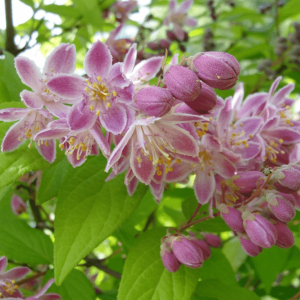 Deutzia 'strawberry fields' by cimi