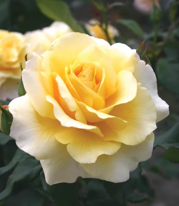 Eleganza sunnysky blooms 003