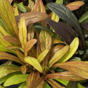 Ff fancy finch1 500x498 1.jpg