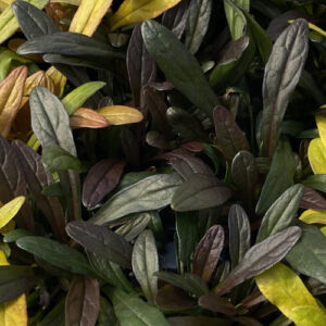 Ff noble nightingale1 500x500 1.jpg
