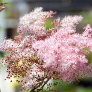 Filipendula rubra venusta david j. stang, cc by sa 4.0