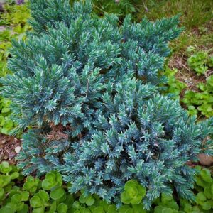 Flaky juniper.jpg
