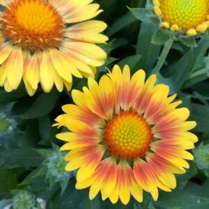 Gaillardia arizona apricot img 4360.jpg