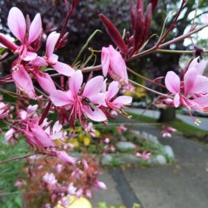 Gaura lindheimer by wendy cutler cc by sa 2.0.jpg