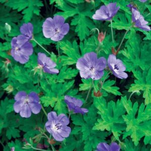 Geranium rozanne
