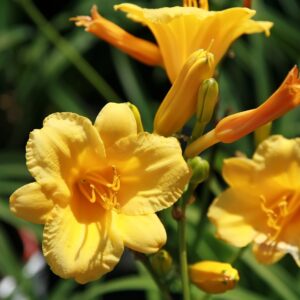 Hemerocallis stella de oro 1zz.jpg