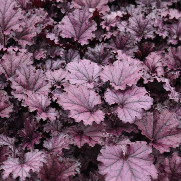 Heuchera forever purple